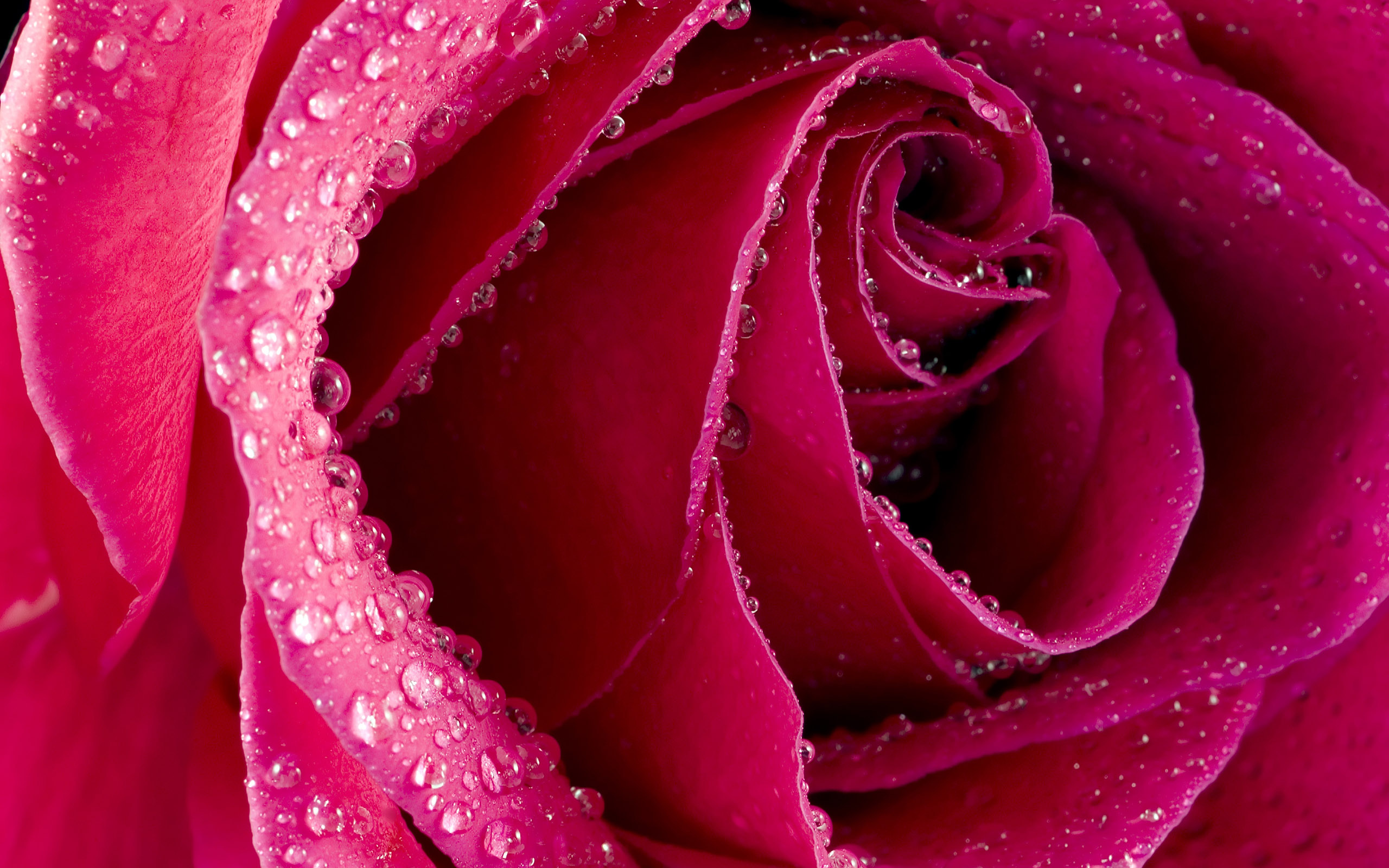 Beautiful Roses HD wallpapers | Flowers Wallappers | Free Download HD